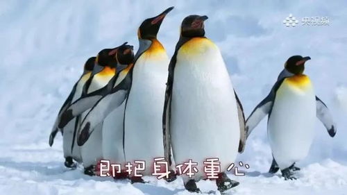 (跳跳企鹅怎么抓)跳跳企鹅在哪抓?如何快速找到跳跳企鹅的最佳方法?