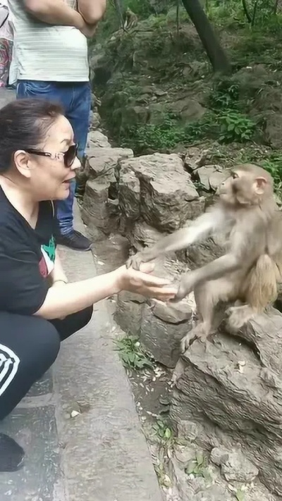 女子不顾危险救下猕猴,官方通报称其养了半年并赞美其敬业精神