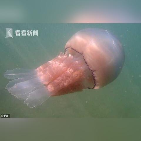 (大笑喜剧脱口秀)大笑脱口秀俱乐部:让你哭笑不得的幽默盛宴,用笑声治愈心灵