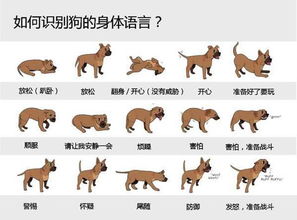 (怕狗咬拿什么防身)怕狗咬怎么防身?智慧应对避免狗咬的方法 (怕狗咬拿什么防身)怕狗咬怎么防身?智慧应对避免狗咬的方法