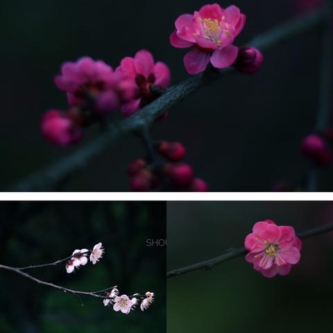 (长安幻想百科)长安幻想团团:值得培养的超级梦幻之队