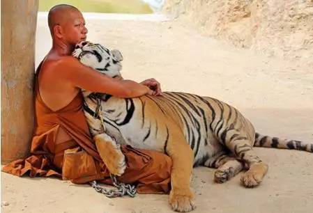 深度解析中国文化中'老虎下山'寓言的涵义及其在现代社会中可能预示的情况 深度解析中国文化中'老虎下山'寓言的涵义及其在现代社会中可能预示的情况