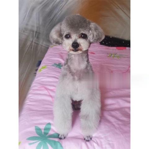 (为什么宠物会咬主人)为什么你总是咬我？揭示宠物行为背后的原因和解决方法