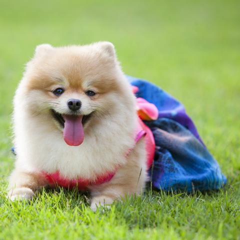 (为什么宠物会咬主人)为什么你总是咬我?揭示宠物行为背后的原因和解决方法