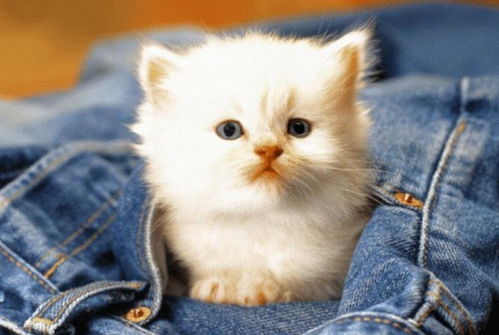 以萌态可掬的小猫猫猫偷外卖引发社区关注，揭示人与动物和谐共处的重要性