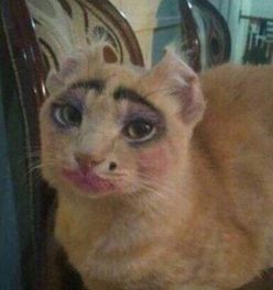 以萌态可掬的小猫猫猫偷外卖引发社区关注，揭示人与动物和谐共处的重要性