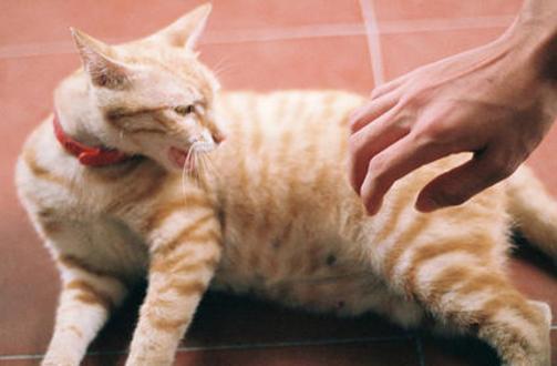 (跟猫亲亲会不会得狂犬病)和猫猫亲嘴会得狂犬病吗？了解一下宠物疾病传播方式