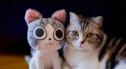 深度解析：根据动物行为心理学如何遇见并成为猫咪喵克斯的朋友的完全攻略